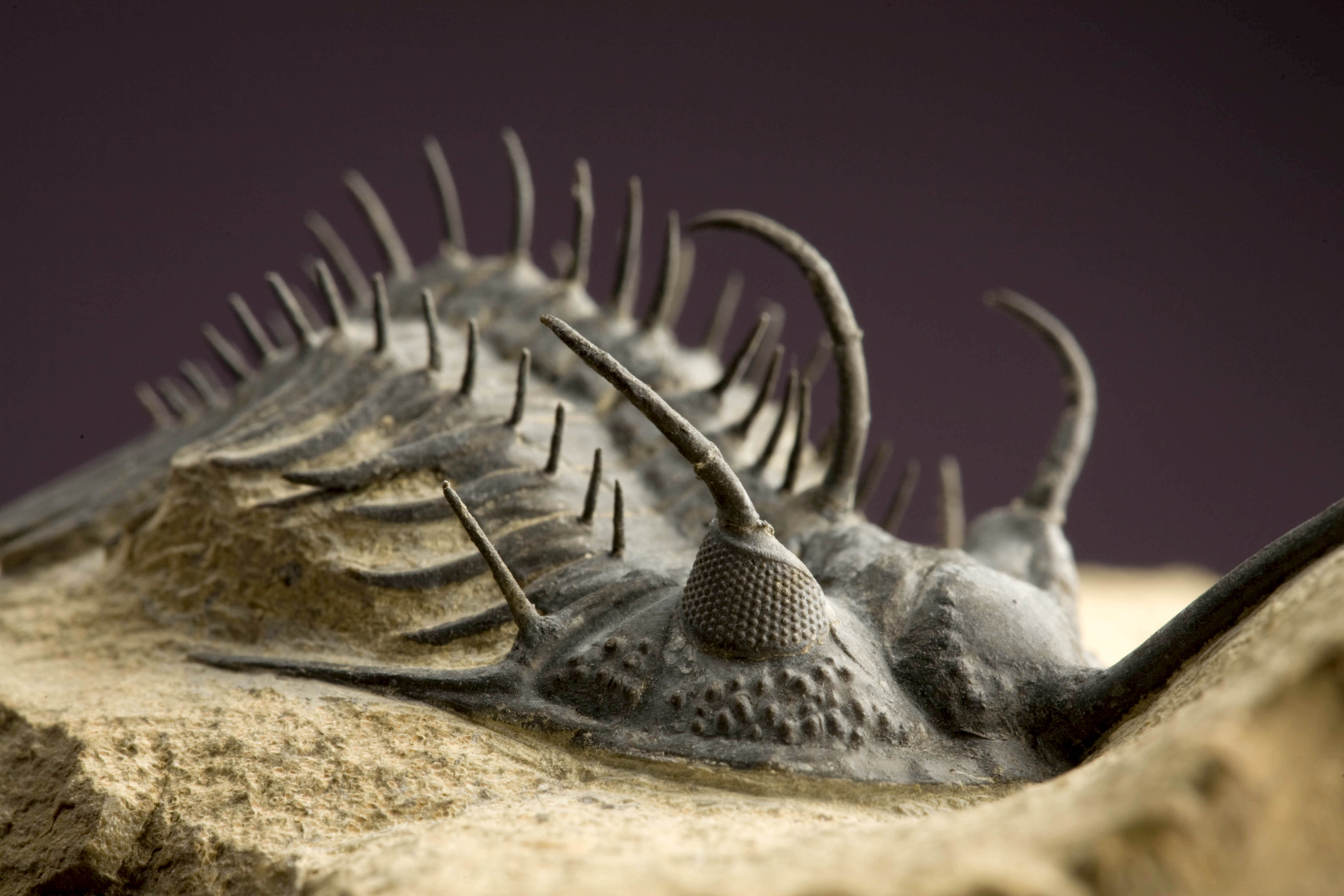 2007-7446-trilobites.jpg