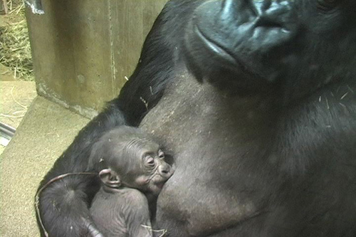 Awww. Aren’t baby gorillas adorable? (Courtesy of Sarah Taylor)