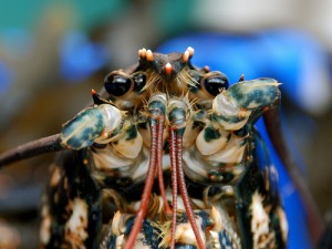 Not George the lobster (courtesy of Flickr user Gaetan Lee)