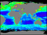 A World of Chlorophyll