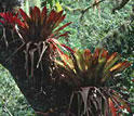 Photo shows epiphytes living on tree branches and trunks.