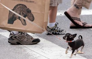 A Robert Walters drawing on a museum shopping bag frightens a tiny dog
