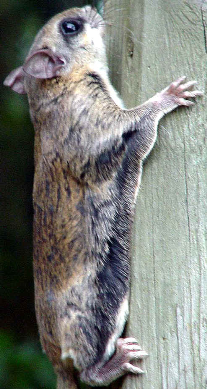 A Southern flying squirrel.