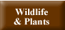 Wildlife & Plants