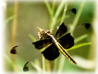 Widow Skimmer Dragonfly