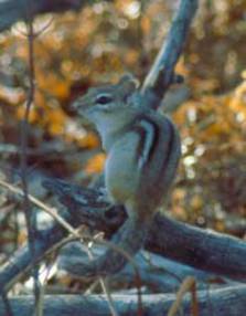 An Eastern Chipmunk in the forest.