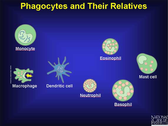 Phagocytes and Their Relatives