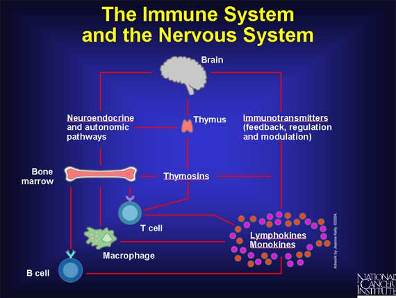 The Immune System and the Nervous System