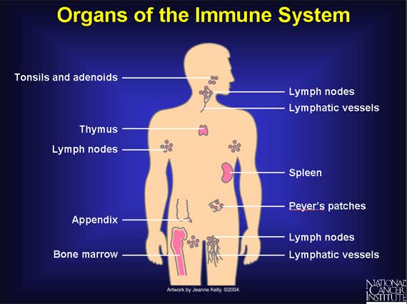 Organs of the Immune System