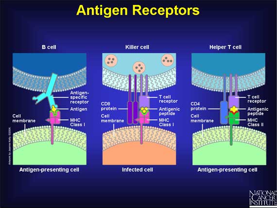Antigen Receptors