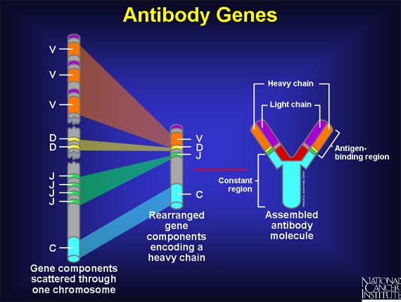 Antibody Genes