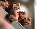 Chickens sit in cages at a Changji farm, in China's western Xinjiang region