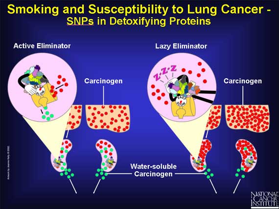 Smoking and Susceptibility to Lung Cancer - SNPs in Detoxifying Proteins