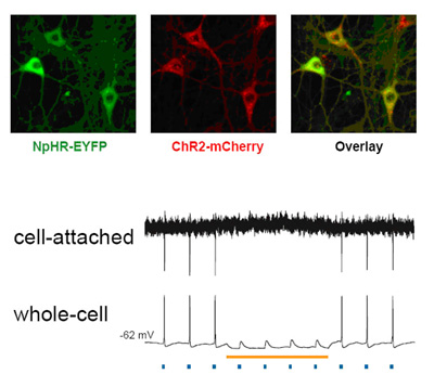 Cell fires in response to blue light pulse; yellow light shuts it off.