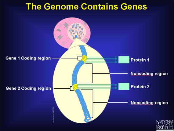 The Genome Contains Genes