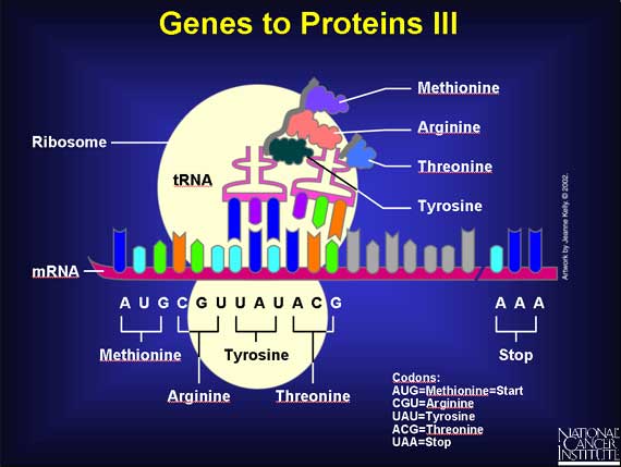 Genes to Proteins III