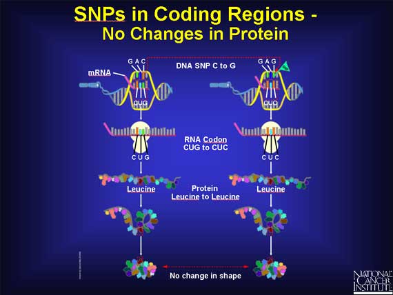 SNPs in Coding Regions No Changes in Protein