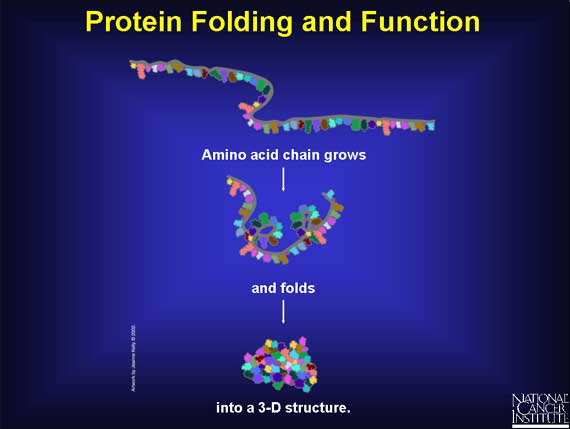Protein Folding and Function