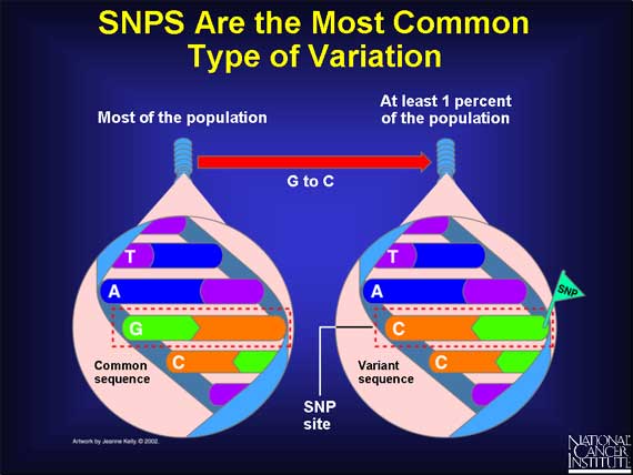 SNPS Are the Most Common Type of Variation