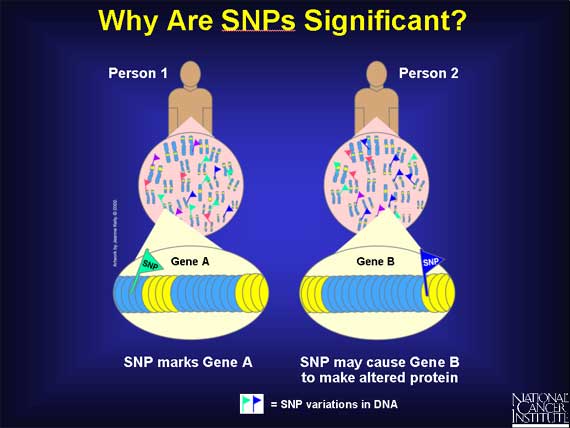 Why Are SNPs Significant?