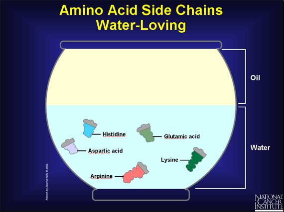 Amino Acid Side Chains Water-Loving