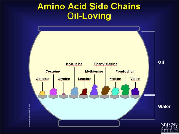 Amino Acid Side Chains Oil-Loving