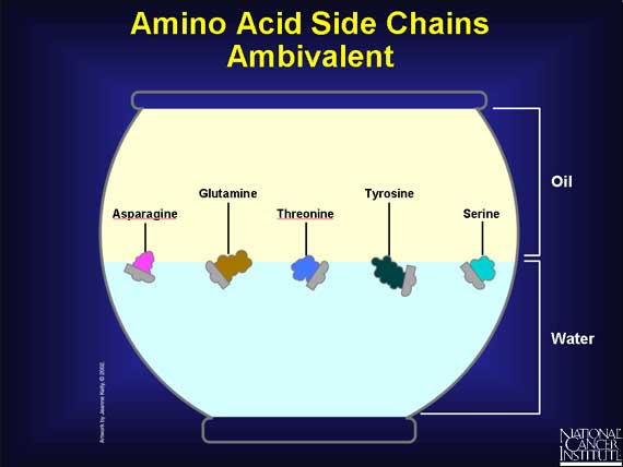Amino Acid Side Chains Ambivalent