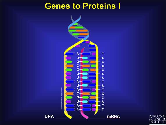 Genes to Proteins I