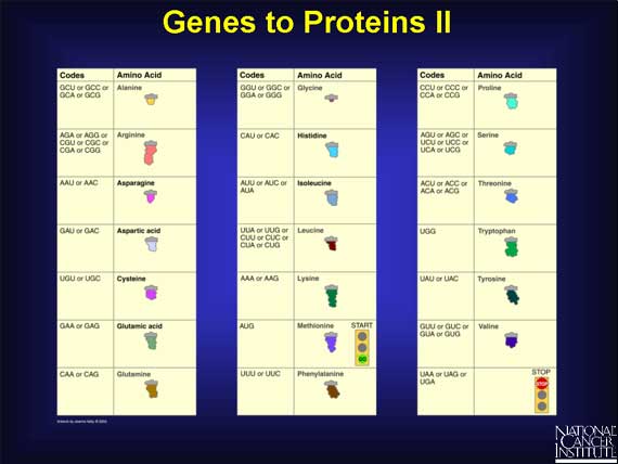 Genes to Proteins II
