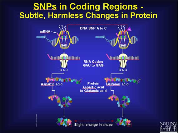 SNPs in Coding Regions - Subtle, Harmless Changes in Protein