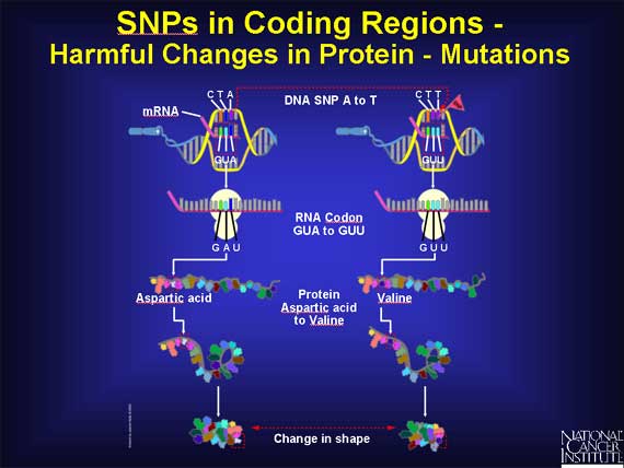 SNPs in Coding Regions - Harmful Changes in Protein - Mutations