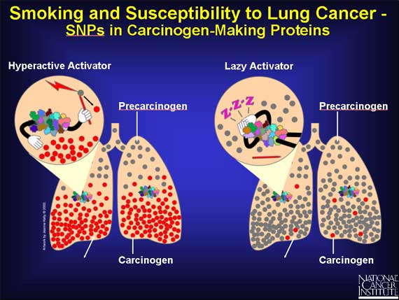 Smoking and Susceptibility to Lung Cancer - SNPs in Carcinogen-Making Proteins