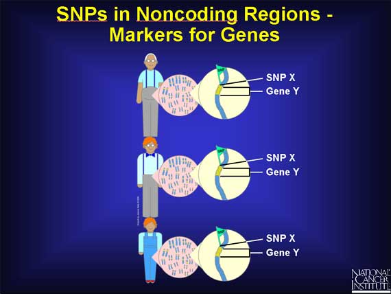 SNPs in Noncoding Regions - Markers for Genes