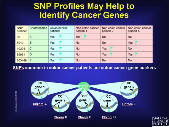SNP Profiles May Help to Identify Cancer Genes
