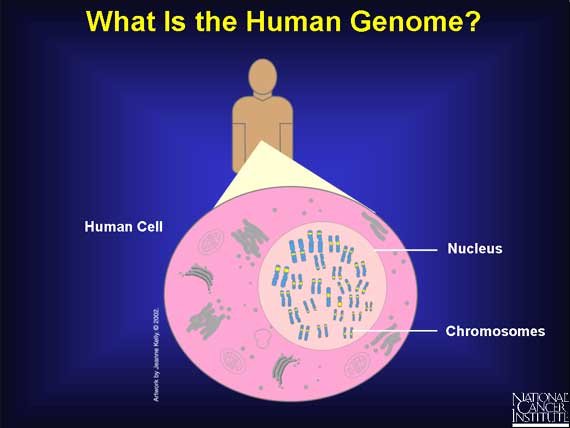What Is the Human Genome?
