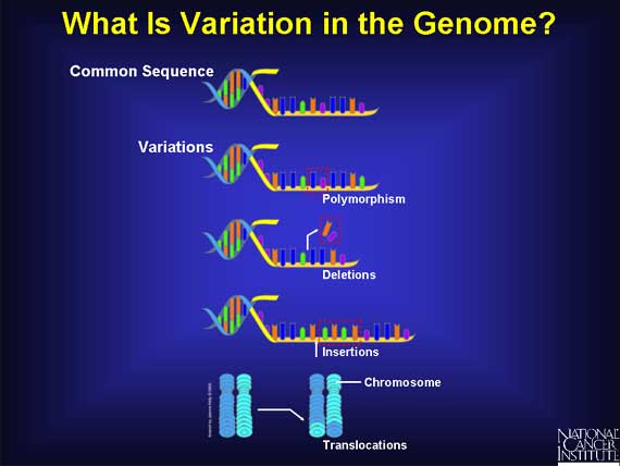 What Is Variation in the Genome?