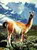 Guanaco photo