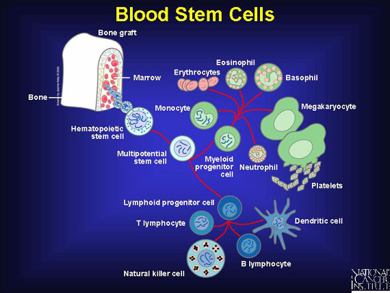 Blood Stem Cells