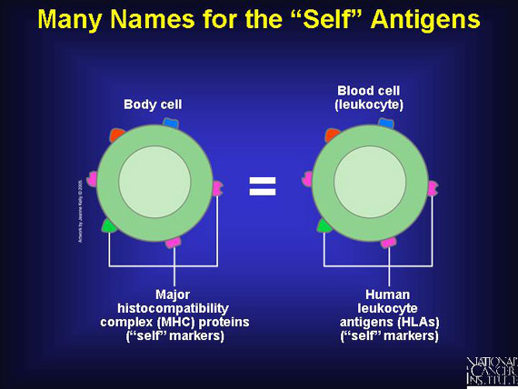 Many Names for the 'Self' Antigens