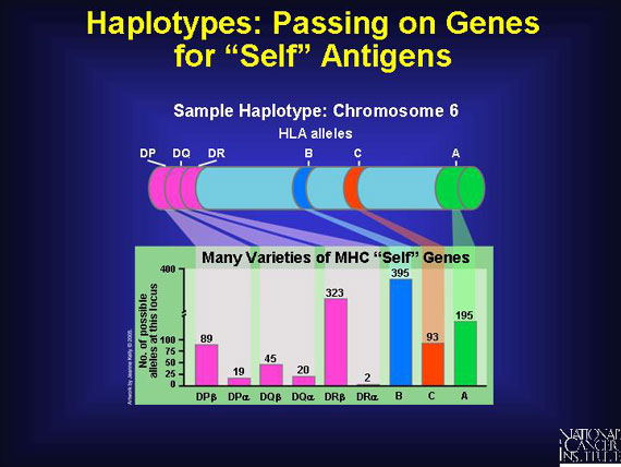 Haplotypes: Passing on Genes for 'Self' Antigens