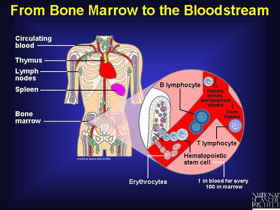 From Bone Marrow to the Bloodstream