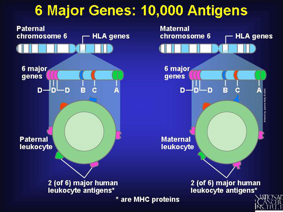 6 Major Genes: 10,000 Antigens