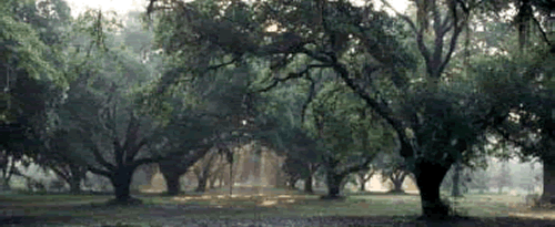 Trees with the sunlight coming through