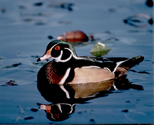 photo of wood duck by dr. william alexander