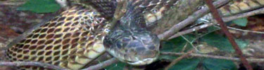 Kentucky corn snake enjoying the sun at Abraham Lincoln Birthplace