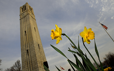 Daffodils sway beneath the Memorial Belltower
