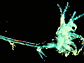 Photo of a spiny waterflea.