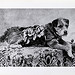 Owney von Smithsonian Institution