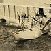 NC-4 Flying Boat von Smithsonian Institution