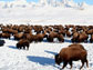 herd of Bison